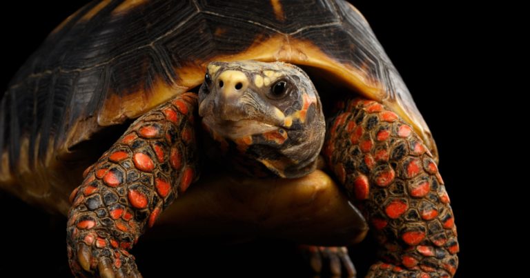 30 Years Later, This Brazilian Family Cleaned Out Their Storage Room and Found Their Long-Lost Pet Tortoise - Featured image