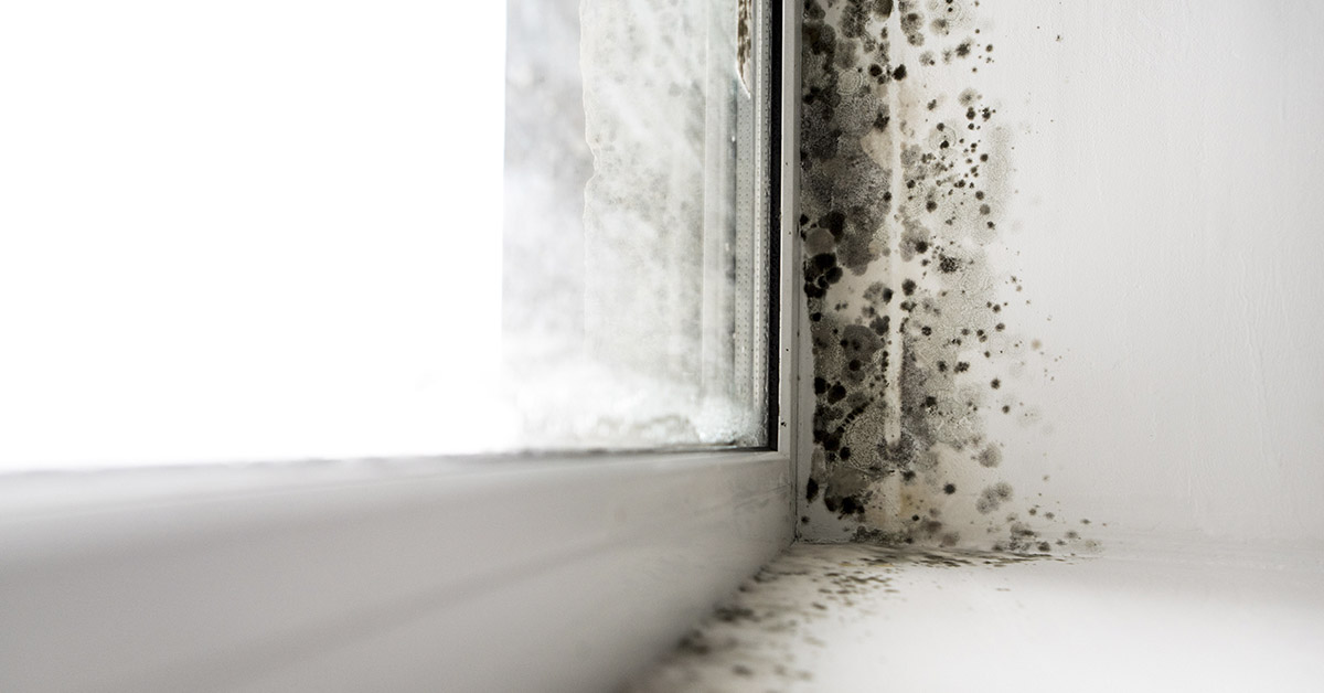 mold on windowsill