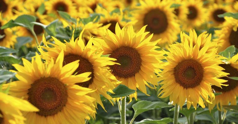 Farmer surprises wife with 80 acres of sunflowers for 50th wedding anniversary - Featured image
