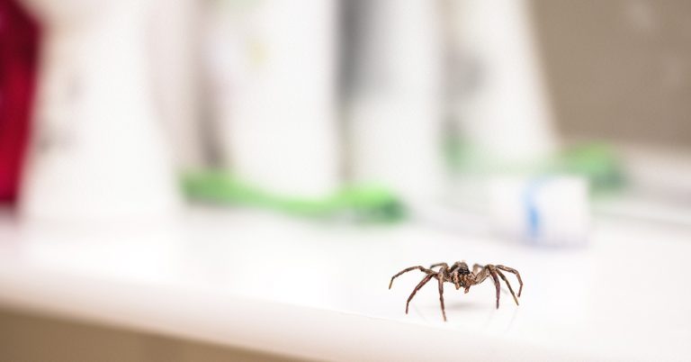 Why You Should Never Kill a Spider in Your Home - Featured image