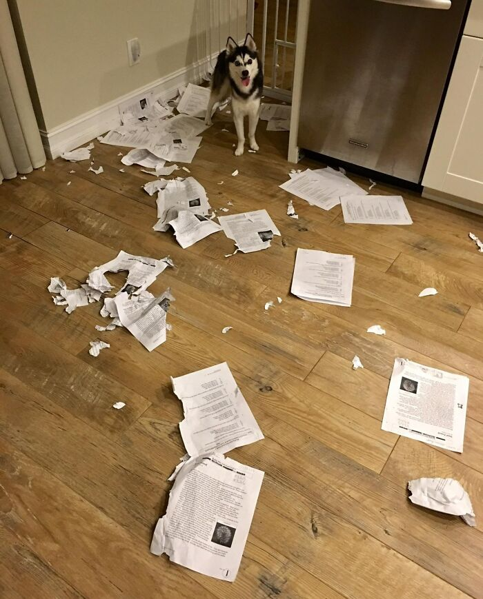 Dog with torn papers