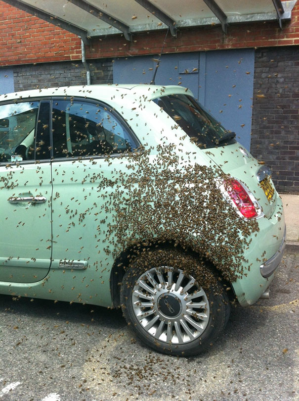 Car covered in a swarm of bees
