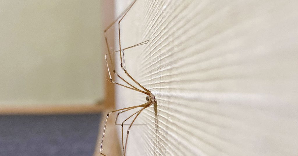 The ‘dirt cheap’ solution that prevents spiders from invading your home - Featured image
