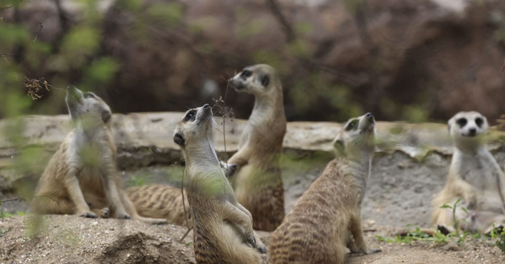 This girl’s dad is an electrician in a zoo, look how he spent his morning working with meerkats - Featured image