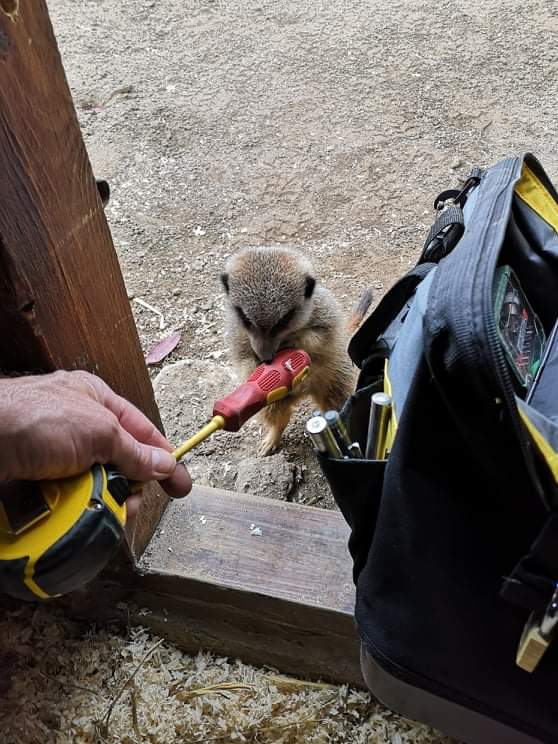 Meerkat holding a screwdriver