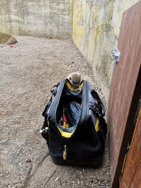 Meerkat on a tool bag