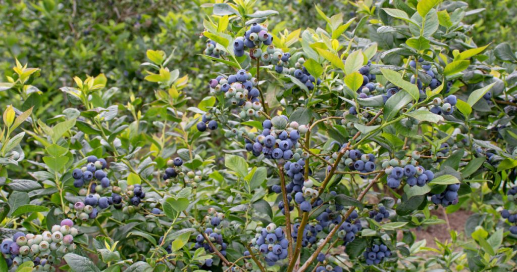 Ripe blueberry fruits on the plantation. Abundance of berries on the bush. High yielding northern highbush variety.

