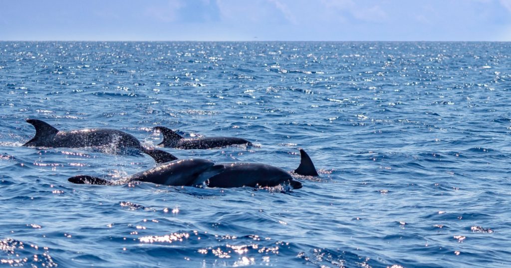 dolphins sighting in Azores Island Atlantic Ocean
