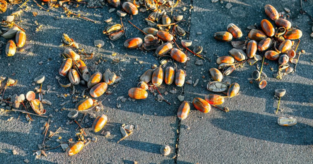 Acorns on the pavement in autumn . Oak seeds in fall season
