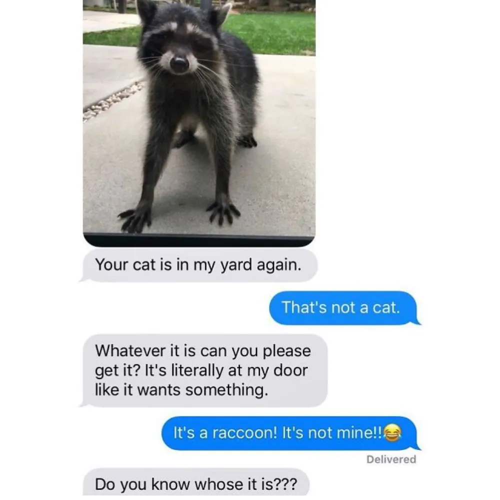 Neighbor thought racoon was a cat