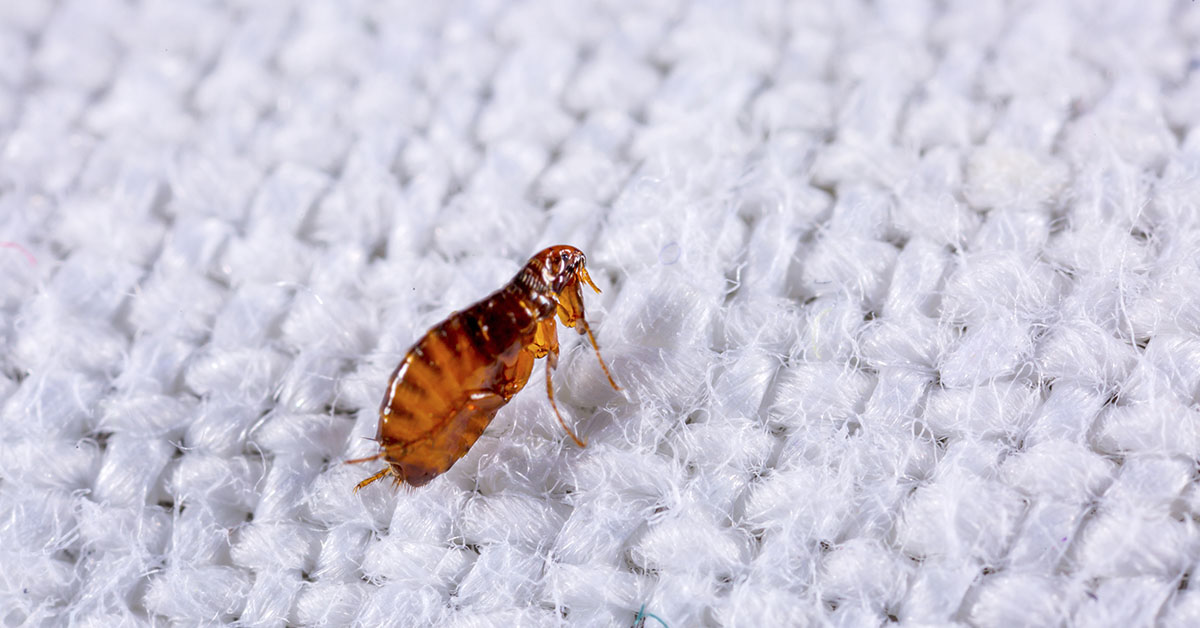 small insect on white fabric
