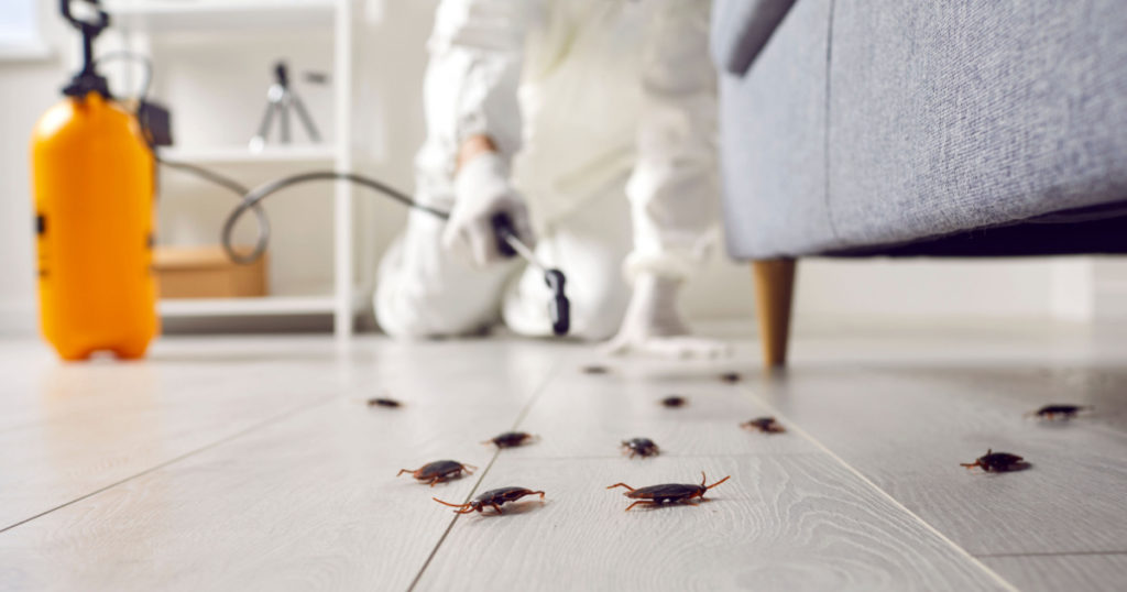 Pest control exterminating roaches inside the house. Professional exterminator in protective suit spraying insecticide from yellow sprayer bottle over cockroaches crawling on floor under sofa at home
