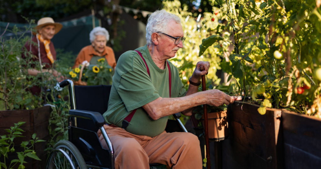 Portrait of senior friends taking care of vegetable plants in urban garden.
