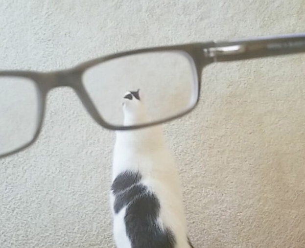 Cat seen through glasses lense