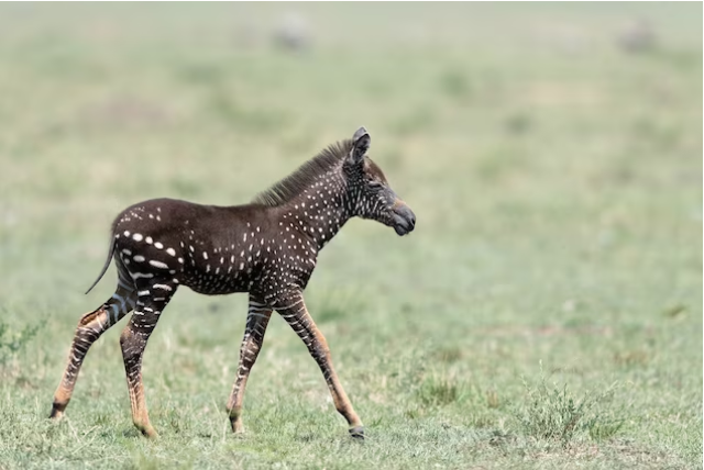 rare baby zebra