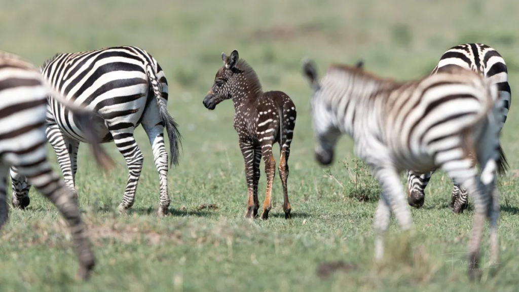 rare baby zebra