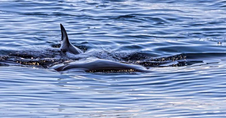 Every morning, Little Boy Runs Down to the Sea to Watch This Giant Animal Emerge - Featured image