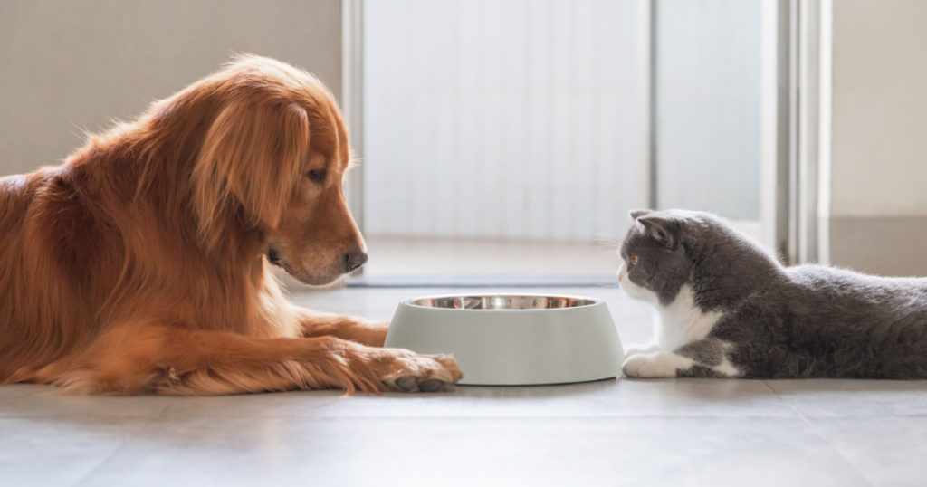 Golden Retriever and British Shorthair eating together

