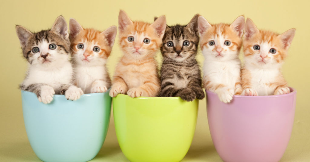 Six cute kittens sitting inside in pastel containers
