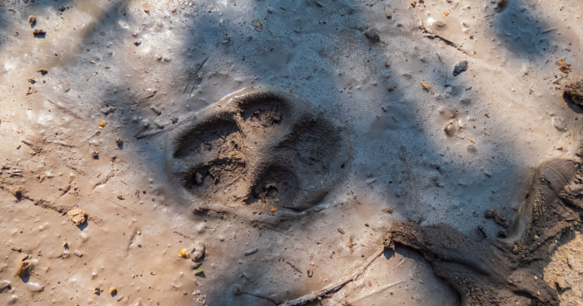 Macro of single, perfect footprint of fox (Vulpes vulpes) in dried mud on the ground in bright sunlight with shade. Texture of fur and paws visible in gray mud clay