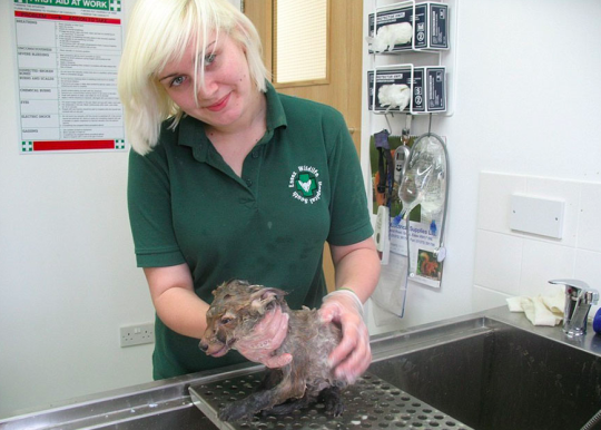 Animal Rescue woman holding baby fox in an exam room.