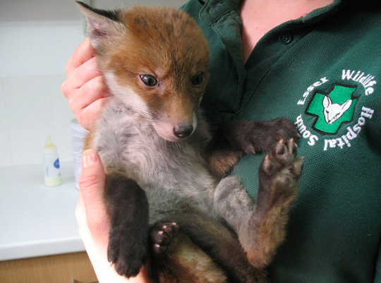 Woman holding cute little baby fox