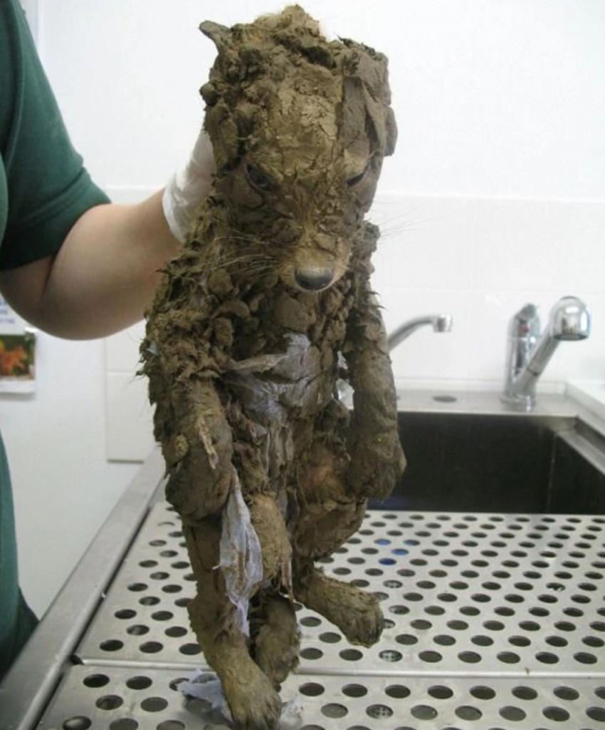 Animal covered in mud