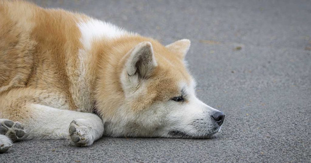 Rare Photos of Hachiko Waiting for His Owner Have Resurfaced, and People Are in Tears - Featured image