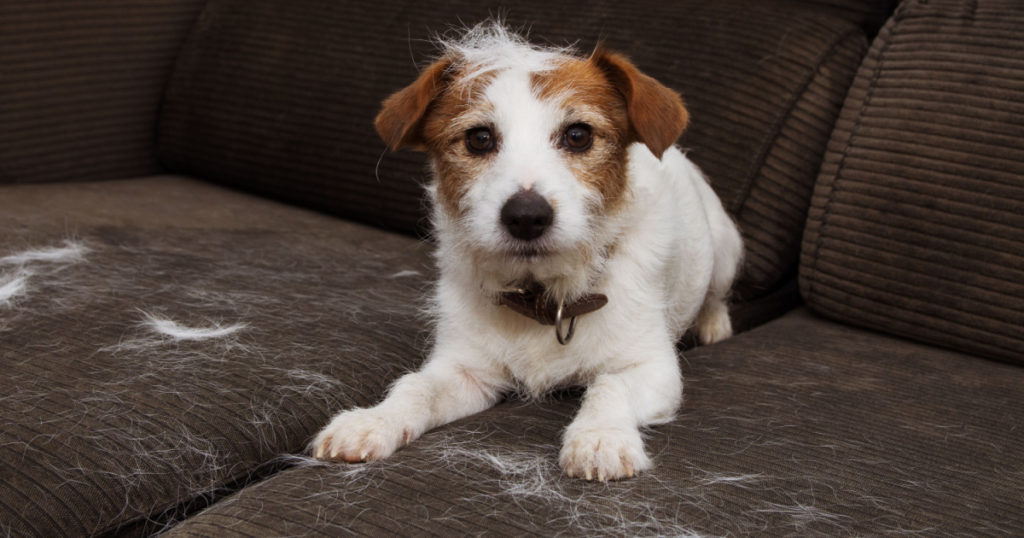 FURRY JACK RUSSELL DOG, SHEDDING HAIR DURING MOLT SEASON PLAYING ON SOFA.