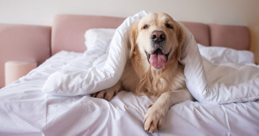 cute dog lies on bed under blanket with his tongue hanging out and looks at the camera, golden retriever is covered in bedspread in the morning, copy space