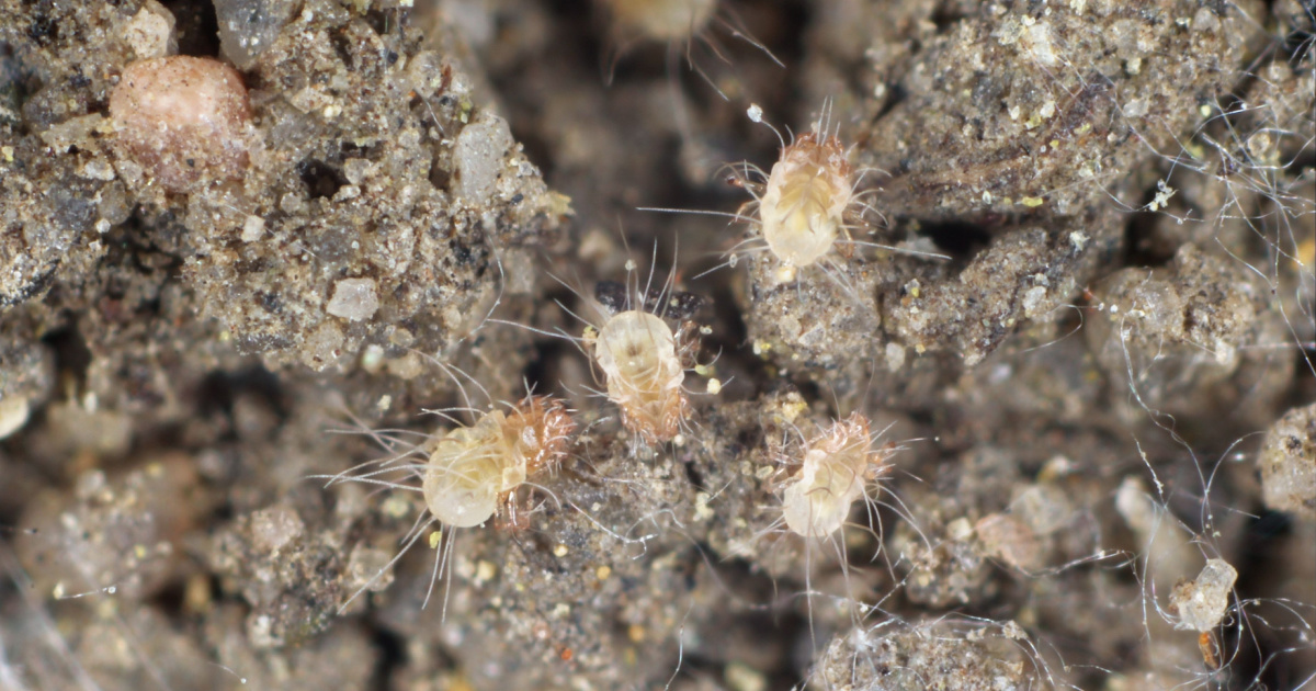 What Happens When You Don’t Wash Your Sheets Secret Life Of Mom