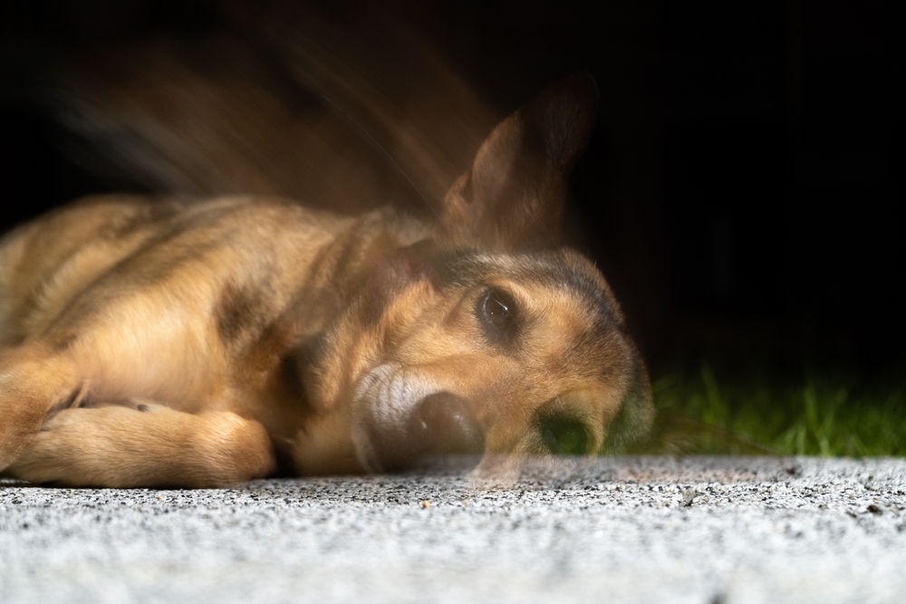 Soul leaves the dog body after death. Coping with losing a pet.