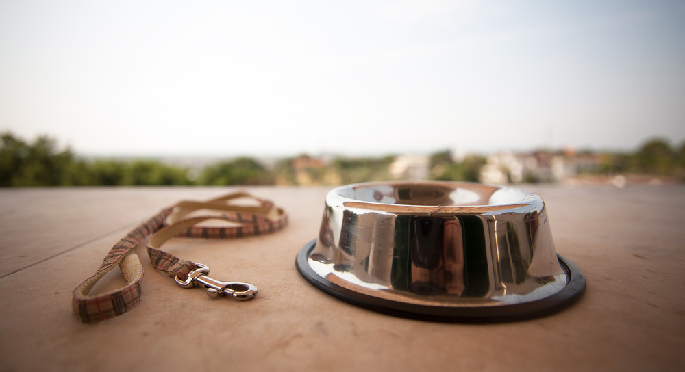 bowl and collar near on a white floor