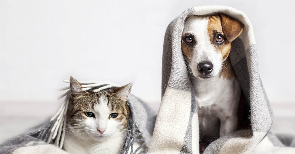 The Ultimate Act of Love? Chinese Woman Leaves $2.8M Fortune to Her Pets - Featured image