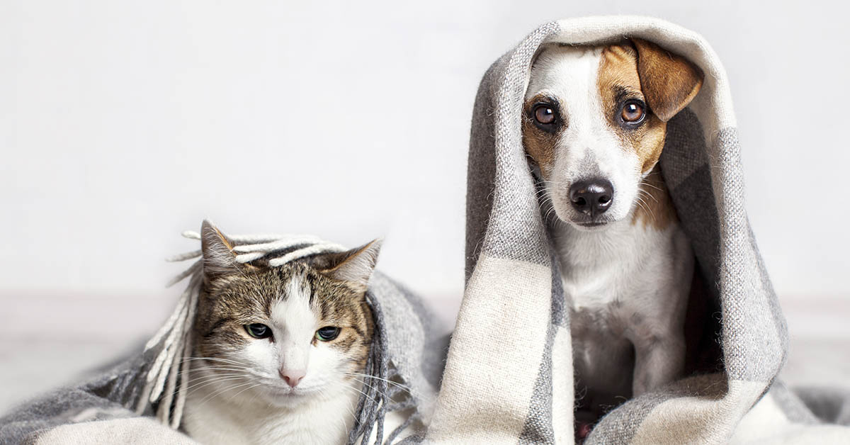 dog and a cat