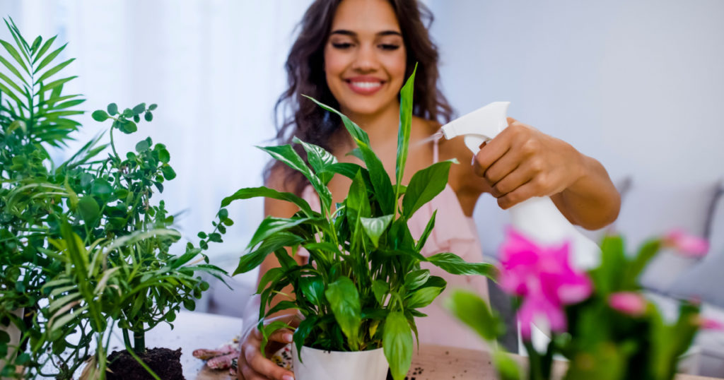 Young businesswoman sprays plants in flowerpots. Woman caring for house plant. Woman taking care of plants at her home, spraying a plant with pure water from a spray bottle
