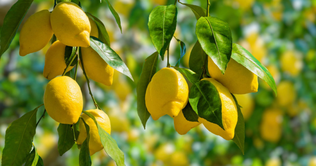 Bunches of fresh yellow ripe lemons on lemon tree branches in Italian garden