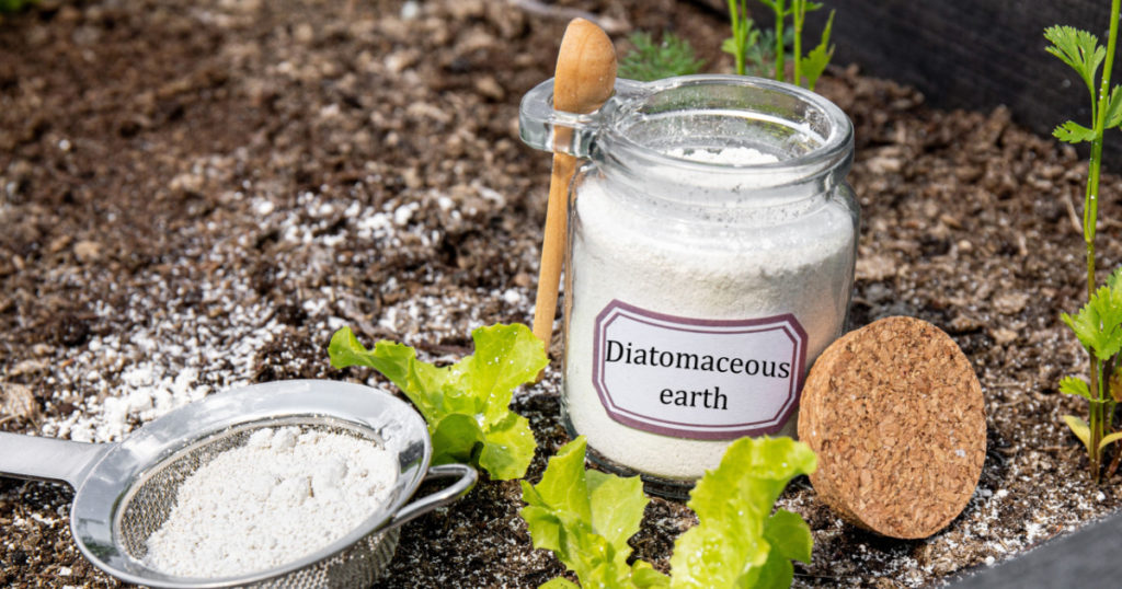 Diatomaceous earth( Kieselgur) powder in jar for non-toxic organic insect repellent. Using diatomite in garden pest control concept.