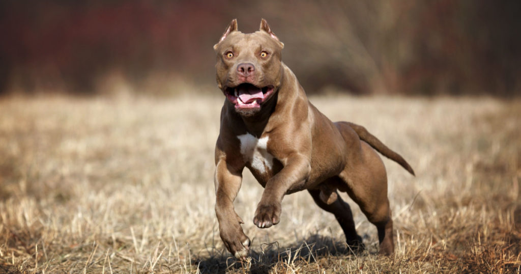 Beautiful American Pit Bull Terrier dog running on the field