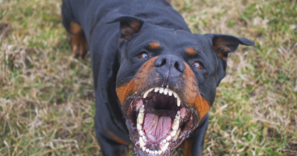 Aggressive Rottweiler barking mad
