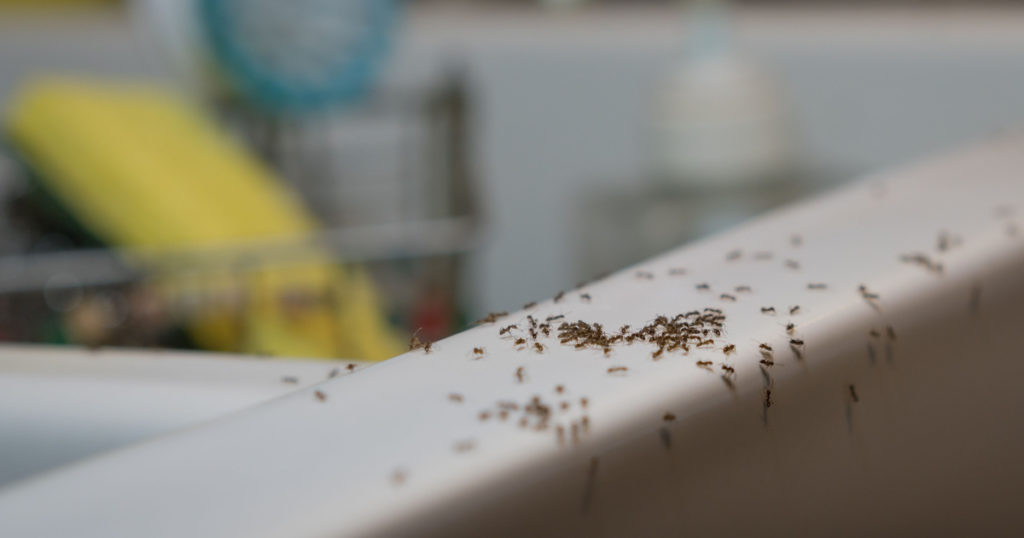Ants crawl on kitchen sink. Common household pest problem. Ants can enter through even the tiniest cracks, seeking water and sweet or greasy food substances in the kitchen