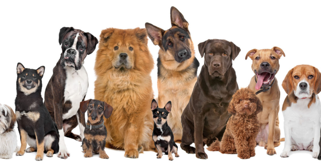 Group of twelve dogs sitting in front of a white background