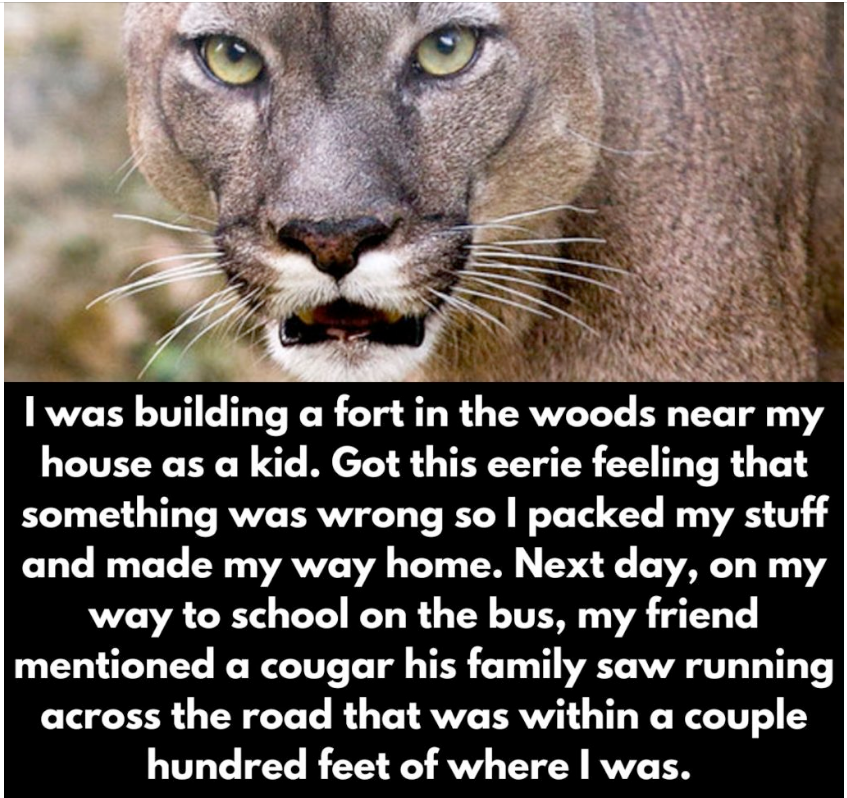cougar post