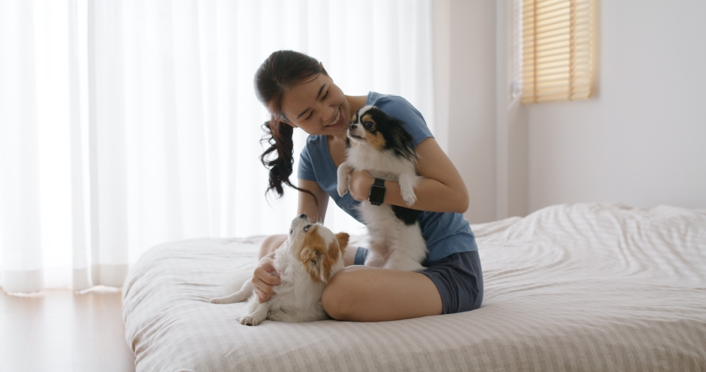 Asia lady girl smile sitting on bed joy fun playing with little cute dog or small pet in good warm happy time humor at cozy home. Teen enjoy rest in weekend life balance with baby paw or pet toy.