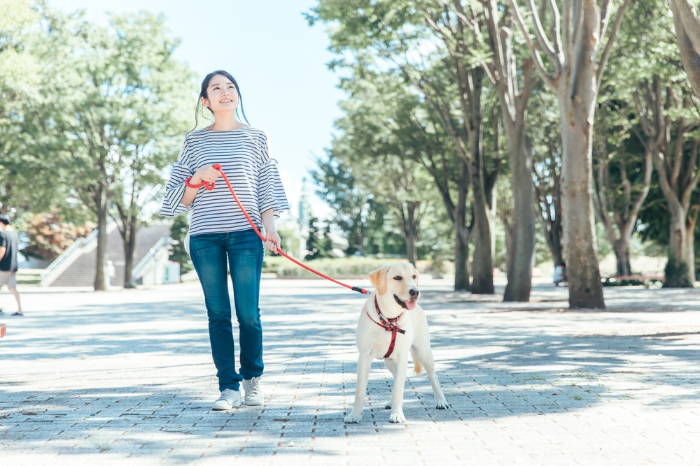 Asian woman walking the dog