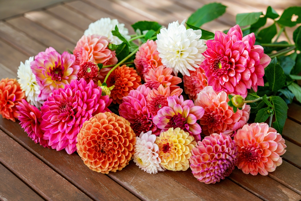 Different pink, orange and white Dahlia flowers. Colorful dahlia garden flowers, wallpaper backdrop. Blossoming dalias bloom