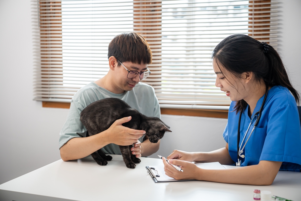 Professional vet doctor helps cat. owner cat holding pet on hands. Cat on examination table of veterinarian clinic. Veterinary care. Vet doctor and cat.