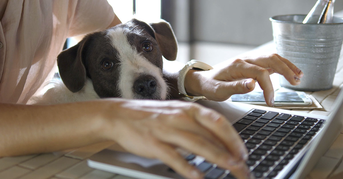 person typing on laptop with their pet dog as company