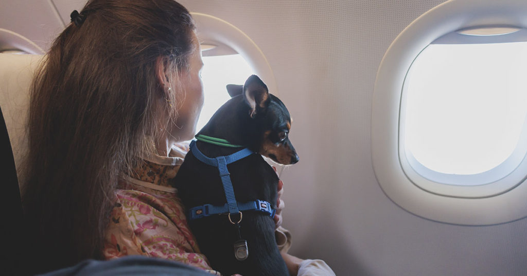 Airlines That Will Allow Dogs and Cats in The Cabin Secret Life Of Mom