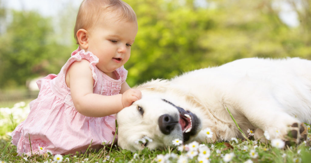 Baby Girl In Summer Dress Sitting In Field Petting Family Dog